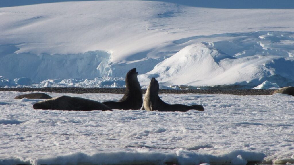 Worst-Case Climate Scenario Would Irreversibly Damage Antarctica, Scientists Warn